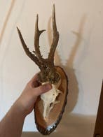 Trophée de chasse, Antiquités & Art