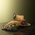 calao Crâne - Buceros rhinoceros - 13 cm - 10 cm - 29 cm-, Nieuw