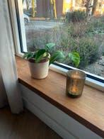 Vensterbank | Massief eiken | Boomstam en recht | Div. afm., Doe-het-zelf en Bouw, Nieuw, Eiken, Vensterbanken