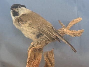 Cincia bigia alpestre Taxidermie volledige montage - Poecile