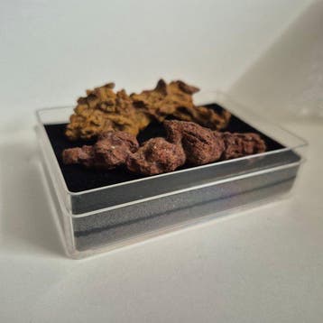 coproliet - Fossiel fragment - 6 cm - 2 cm (Zonder, Collections