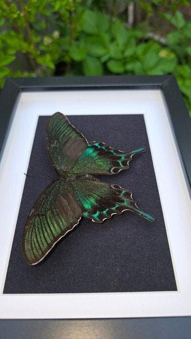 Vlinder Taxidermie volledige montage - papilio maackii, Antiek en Kunst, Curiosa en Brocante