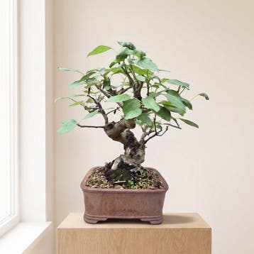 Malus bonsai (Malus sargentii) - Hoogte (boom): 65 cm -