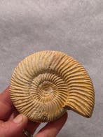 Ammoniet - Fossiel skelet - Perisphinctes Ammoniet 10 cm.