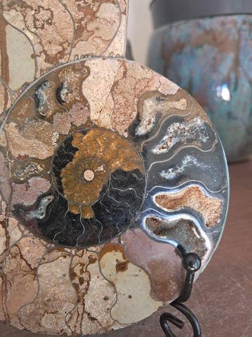 Ammonite - Animal fossilisé - Aioloceras (Cleoniceras) sp. -