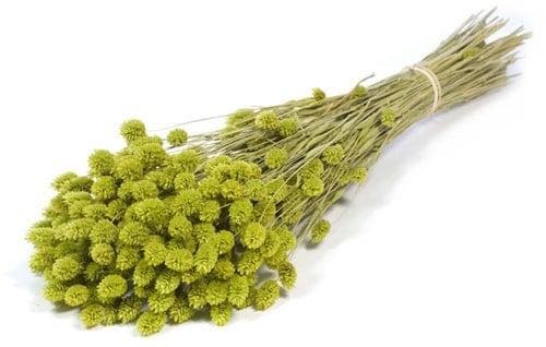 Phalaris Groen droogbloemen, Huis en Inrichting, Woonaccessoires | Kunstplanten en Kunstbloemen, Nieuw