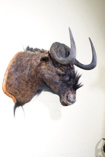 Gnou noir Support mural pour taxidermie - Connochaetes gnou, Verzamelen, Nieuw