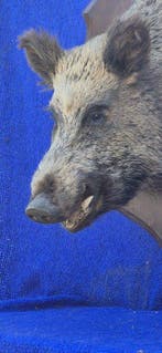 Wild zwijn Taxidermie volledige montage - Sus scrofa -, Verzamelen, Nieuw