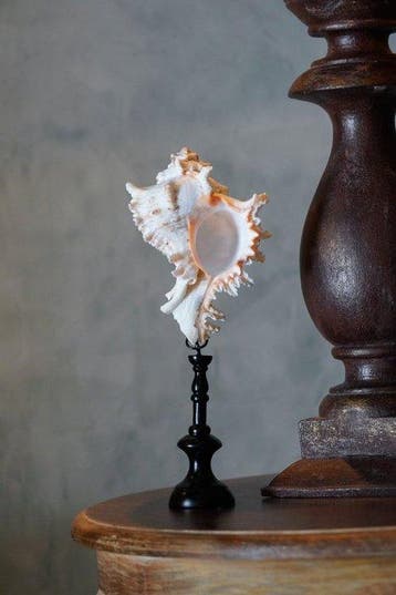 Prachtig paar verbluffend ingewikkelde Spider Conch-schelpen