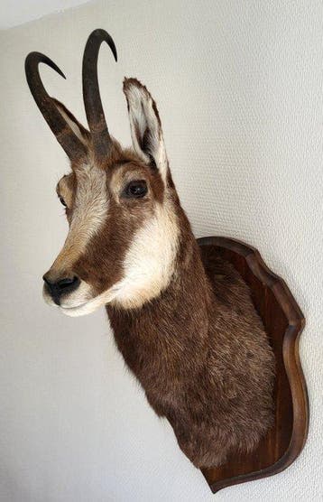 Gems Taxidermie volledige montage - (Rupicapra rupicapra -