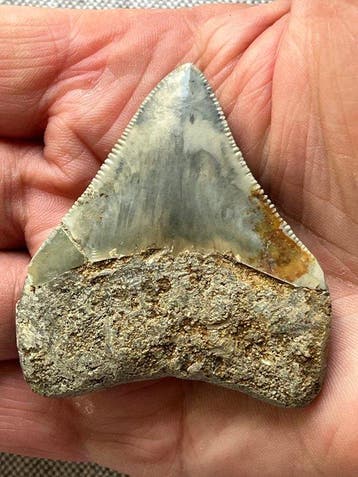 Megalodon-tand 6,1 cm - Fossiele tand - Carcharocles, Verzamelen