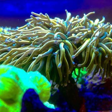Euphyllia glabrescens Holy Grail (2 koppen)