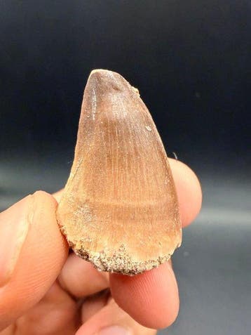 Mosasaure - Dent fossile - Mosasaurus - 3.7 cm (Sans prix de