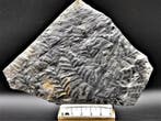 Fougère - Plante fossilisée - Alethopteris lonchitica