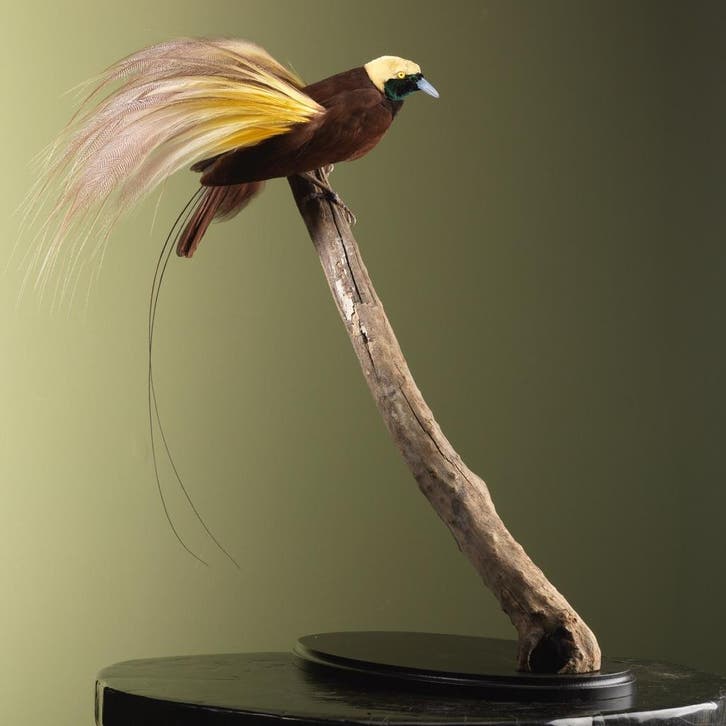 Grote Paradijsvogel Taxidermie Opgezette Dieren By Max, Collections, Collections Animaux, Enlèvement ou Envoi