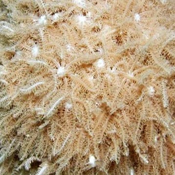 Anthelia Glauca L (11-15 poliepen), Dieren en Toebehoren, Vissen | Aquariumvissen