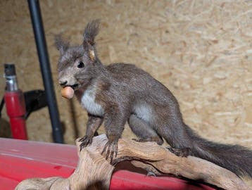 Écureuil Support mural pour taxidermie - Sciurus - 29 cm -, Nieuw