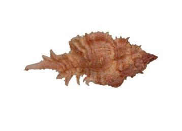 Prachtige stekelmurex: Chicomurex venustulus (56 mm) –