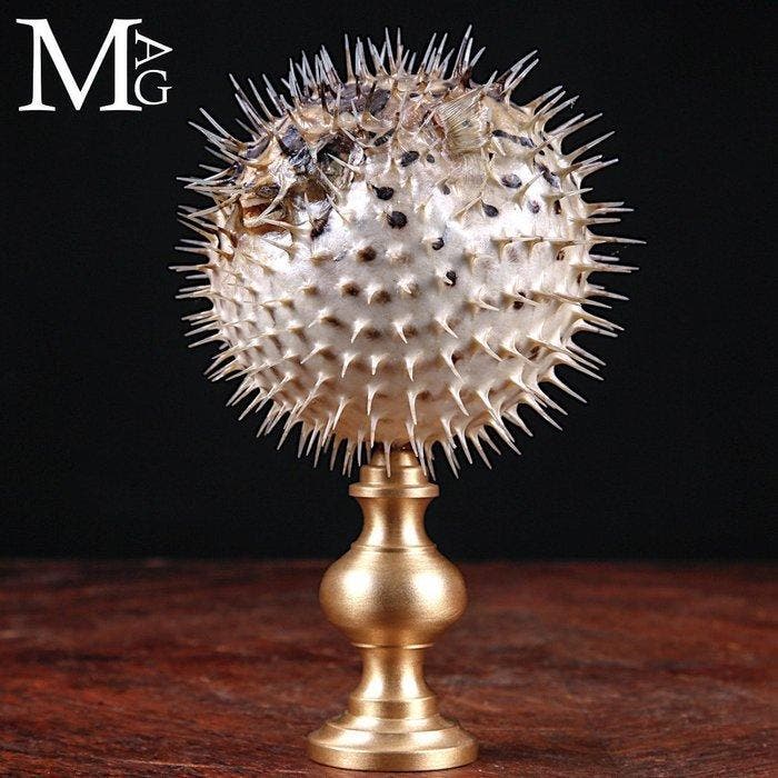 Pufferfish – Cabinet de Curiosités – satijnachtige messing, Collections, Minéraux & Fossiles