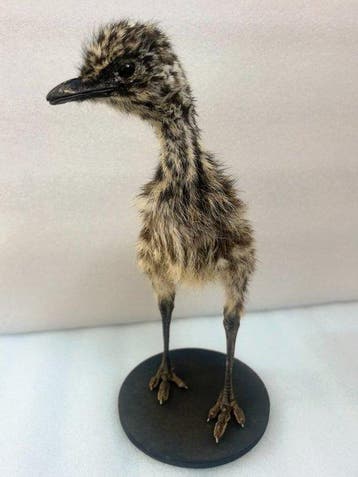 Emoe Taxidermie volledige montage - emu - 35 cm - 12 cm - 25, Antiek en Kunst