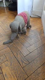 In The Manner Of Steiff - Speelgoed Elephant On Wheels -