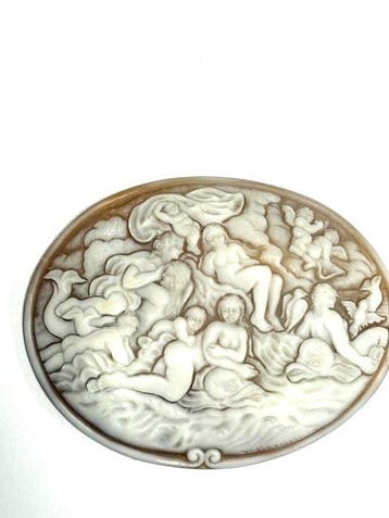 Met - Cameo - Cameo schelp sardoni