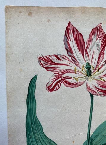 Nederland - Tulpenmanie / Nederlandse Gouden Eeuw; Anonymous