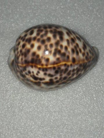 Conque Coquillage marin - Cypraea tigris (Sans prix de