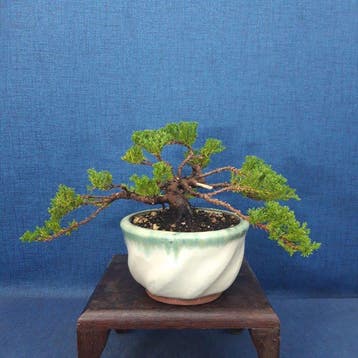 Bonsaï Genévrier (Juniperus) - Hauteur (arbre) : 13 cm -
