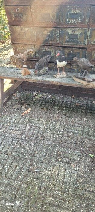 Koet Taxidermie volledige montage - Fulica atra - 0 cm - 0, Nieuw