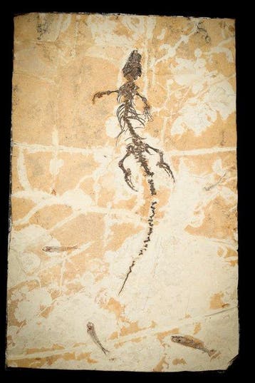 Fossiele plaatmatrix - Dalinghosaurus - 57 cm - 37 cm