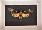 Papillon de nuit Support de corps entier pour taxidermie -, Antiquités & Art