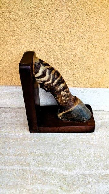Zebra Taxidermie volledige montage - Equus zebra - 20 cm - 9