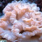Nemenzophyllia Turbida (Fox Coral) M (Ong. 10 cm), Dieren en Toebehoren, Knaagdieren en Konijnen | Toebehoren, Verzenden, Nieuw