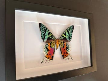 Vlinder Taxidermie volledige montage - Urania Ripheus - 15