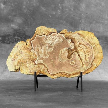Magnifique tranche de bois pétrifié sur un socle