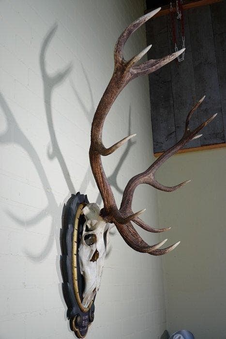 Large Red Stag - head-mount on shield - Taxidermie, Collections, Collections Animaux