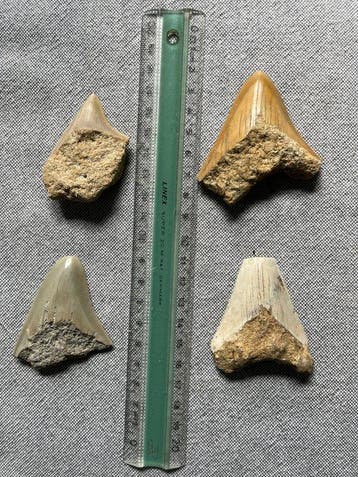 4 Megalodon tanden 6,9 / 5,6 / 5,7 / 5,7 cm - Fossiele tand, Verzamelen