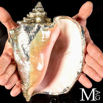 Exclusieve zilvergeplaatste zeeschelp - Strombus gigas -, Nieuw