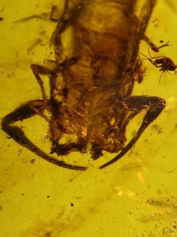 Ambre - Ambre - Scorpion - 46 mm - 26.4 mm, Collections