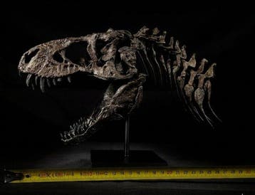 Tyrannosaurus Taxidermie replica montage - Replica T-Rex