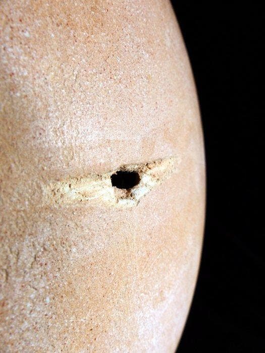 Olifantsvogel - Gefossiliseerd ei - fossiles Ei vom, Collections, Minéraux & Fossiles