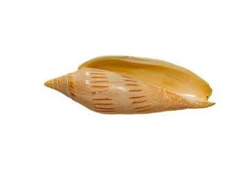 Zeldzaam Amoria maculata f. isabella XL | Zeldzame, Nieuw