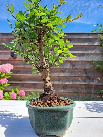 Bonsaï Orme de Chine (Ulmus parviflora) - Hauteur (arbre) :