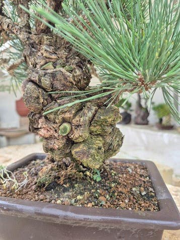 Pinus Thunbergii Corticosa - Collectiestuk - Hoogte (boom):