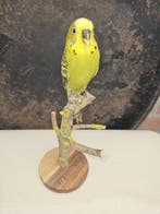 Groene grasparkiet Taxidermie volledige montage -, Nieuw