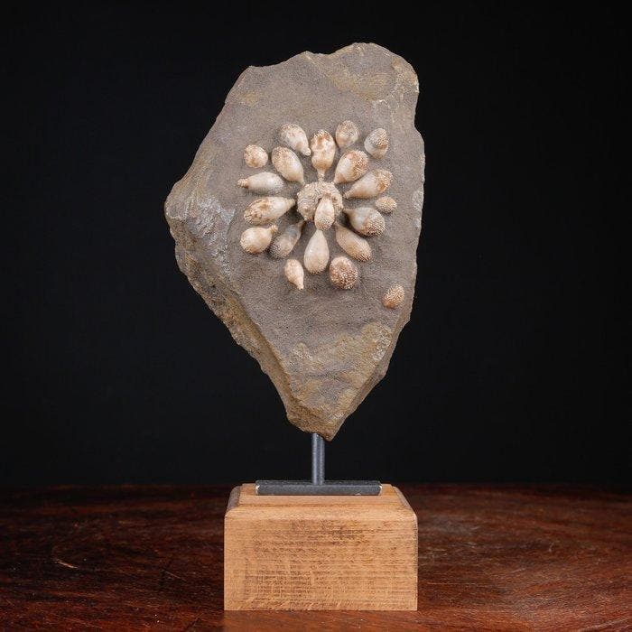 Fossiele echinoïde - Gefossiliseerde schelp - Pseudocidaris, Collections, Minéraux & Fossiles
