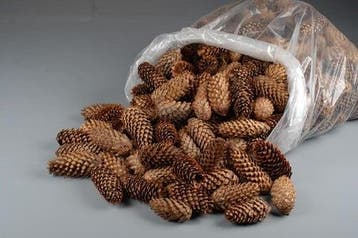 Spruce Dennenappel Spar 5 kilo, Nieuw