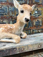 Cerf Support de corps entier pour taxidermie - Cervidae - 31