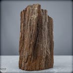 Natuurlijk feeënhout-kristalliseerd versteend hout uit